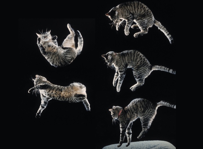 Le chat retombe-t-il toujours sur ses pattes ? - Yummypets